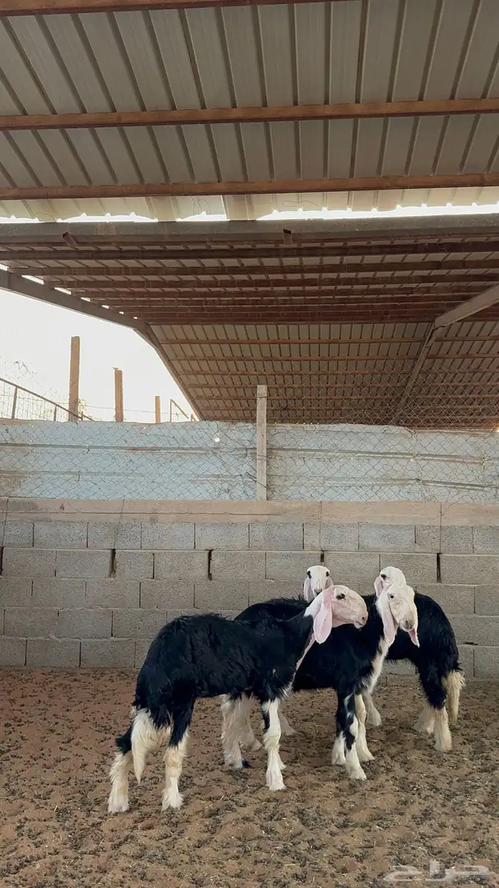 رخال نجد صنف 4
