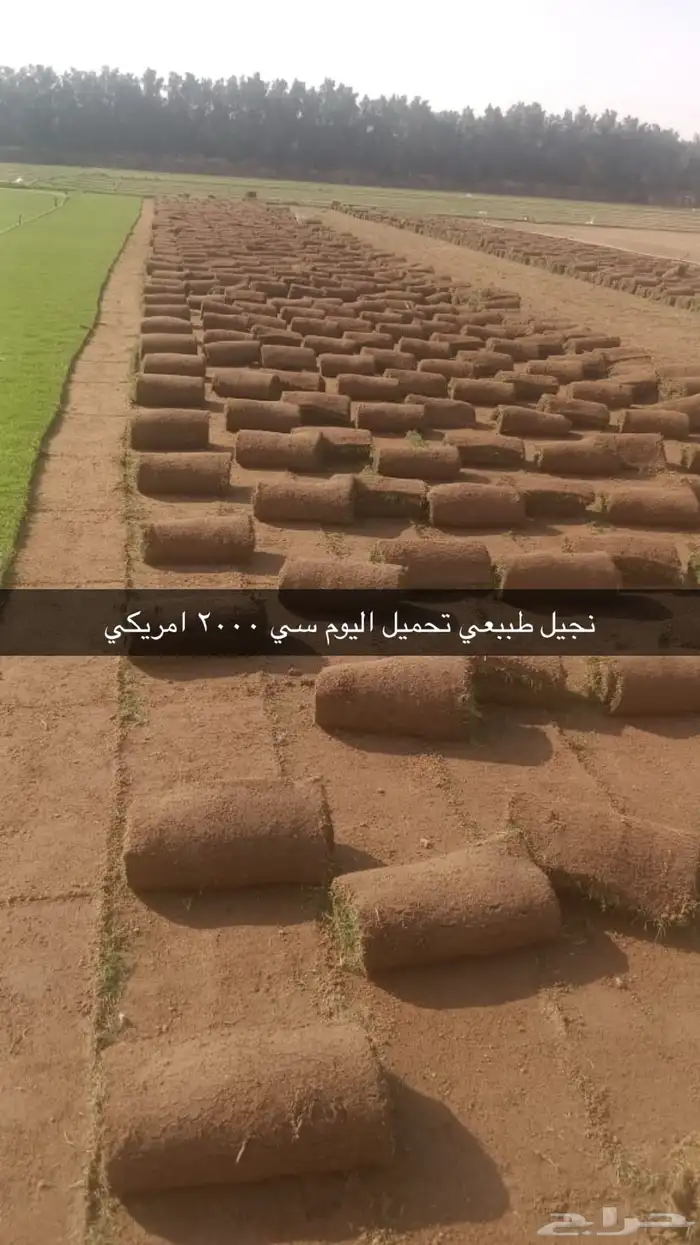 نجيل طببعي واشجار زيتون 5