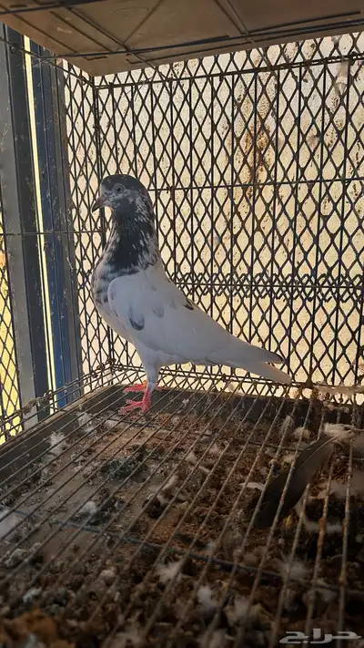 حمام باكستاني 1