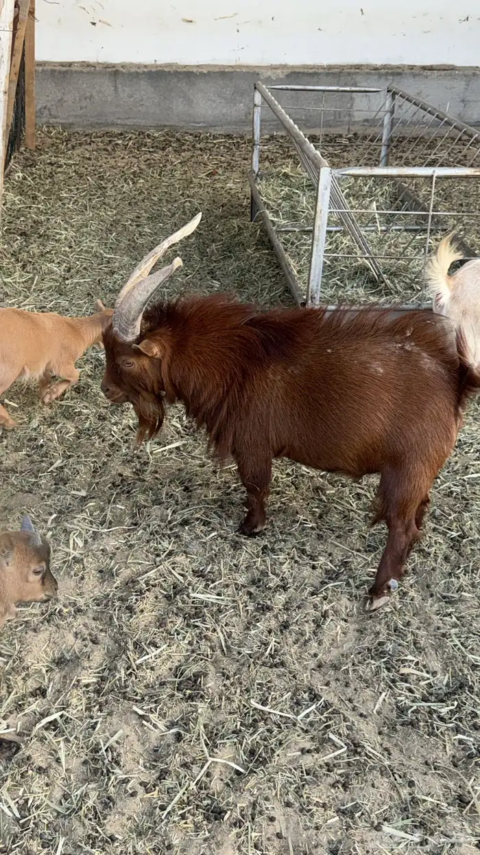 فحل ماعز قزم منتج 2