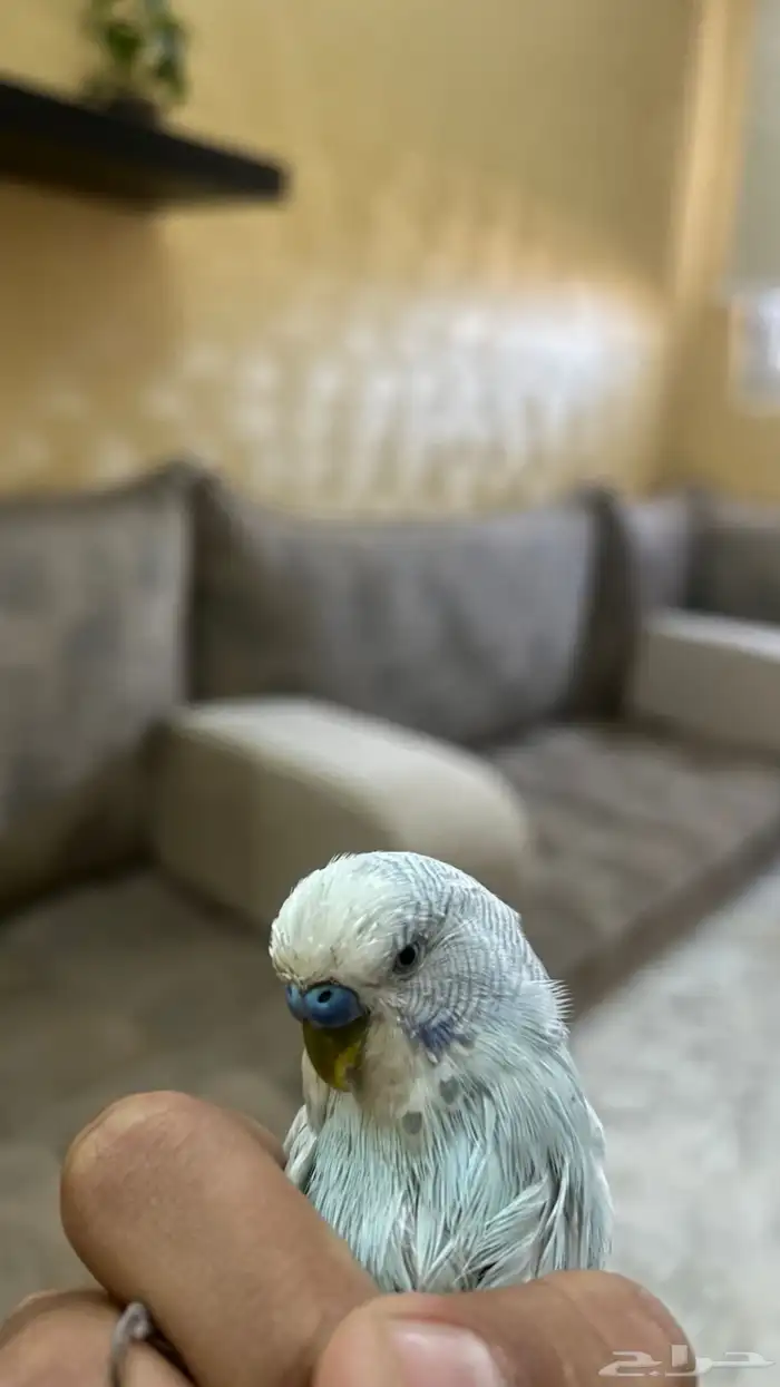 طير من طيور الحب 2