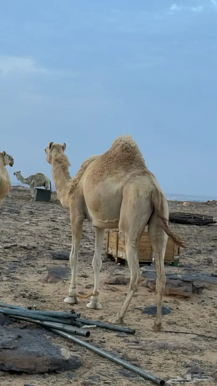 ناقه ذلول اصيل 3