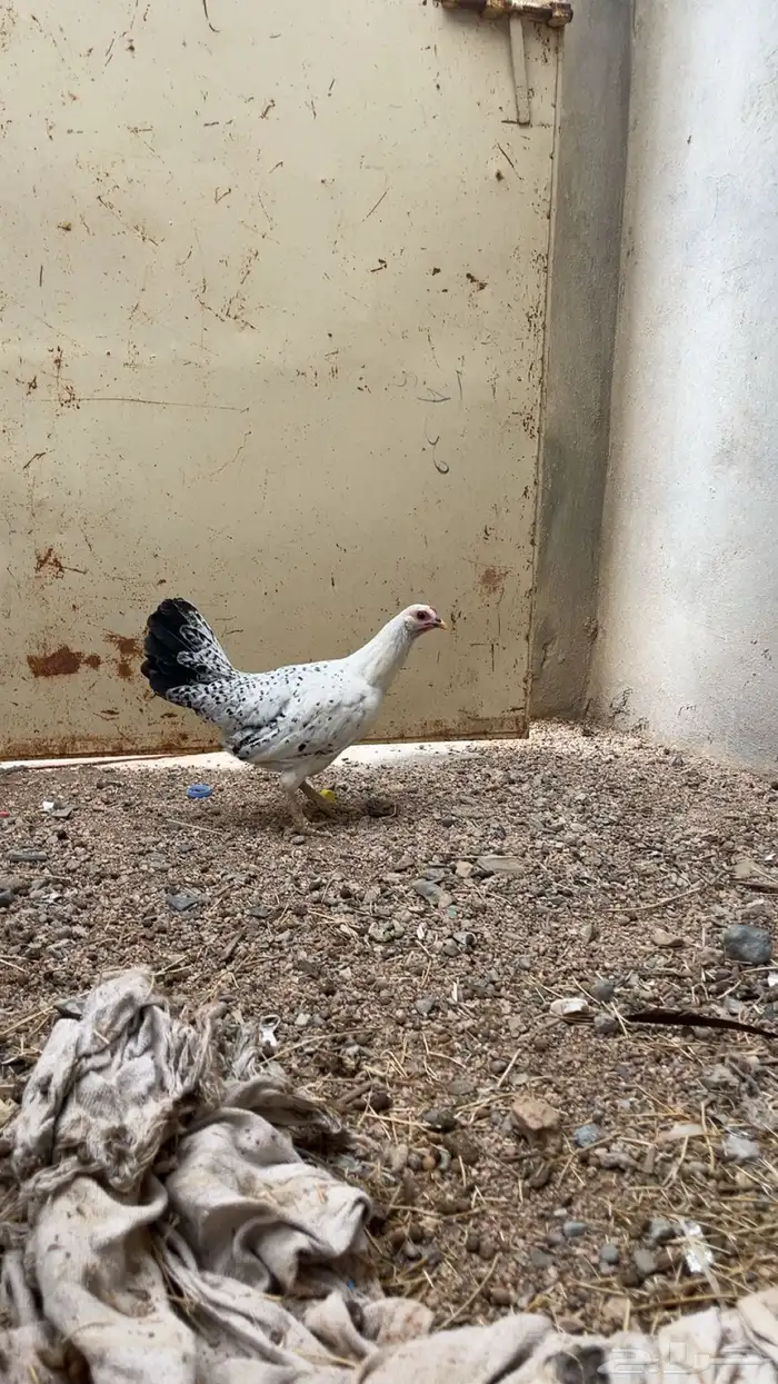 فروجه بلديه تم البيع 2