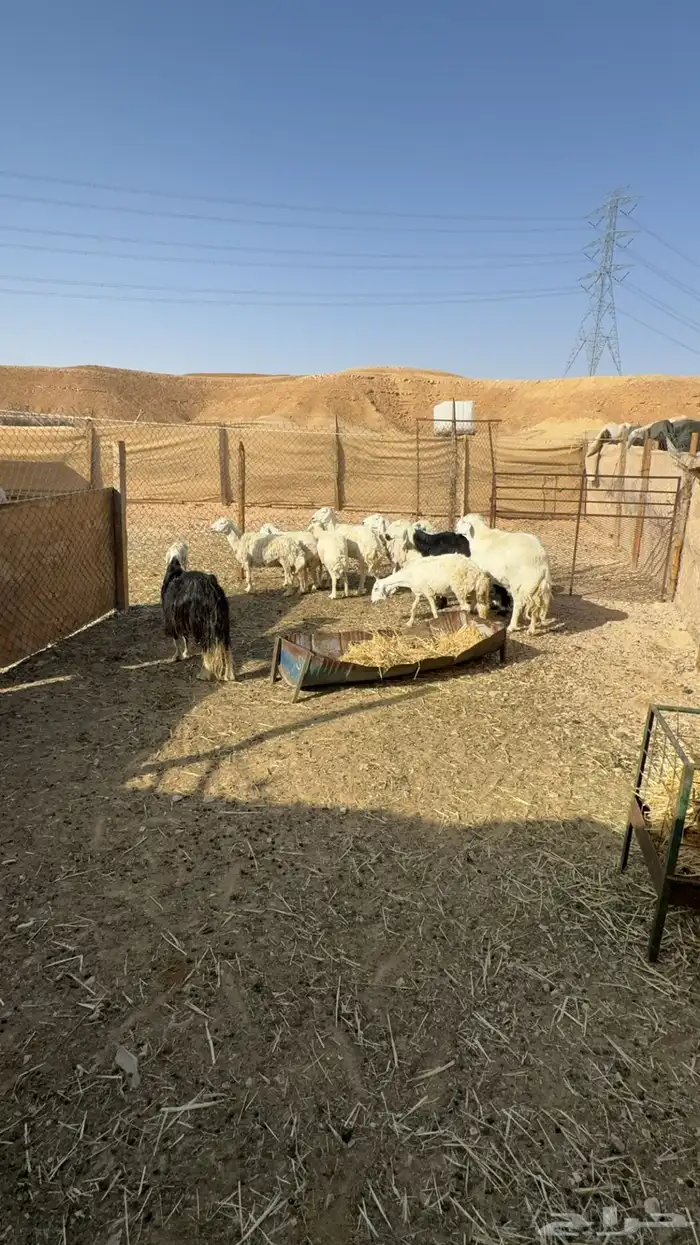 حريات ونجد 1