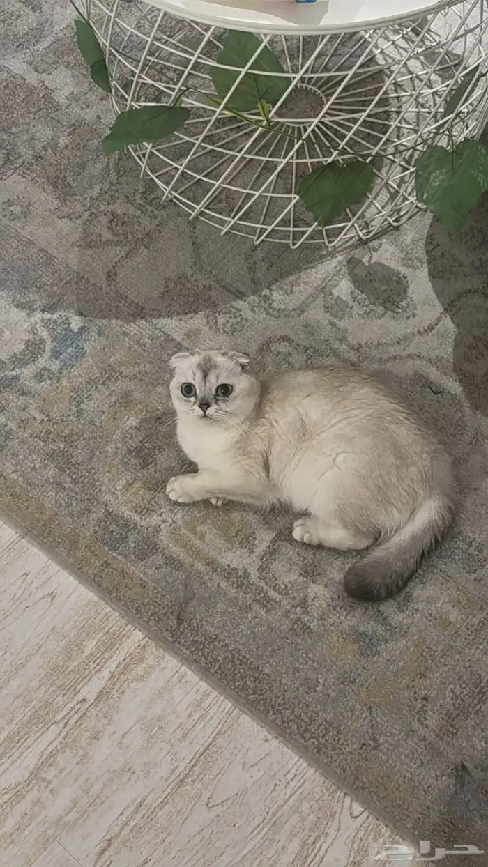 قطن سكوتش فولد للبيع 0