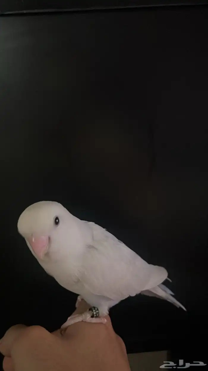 للبيع زوج روز البينو و زوج انثى فايلوت اوبلاين 12