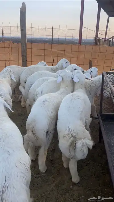 طليان حريه تم البيع 0
