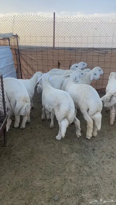 طليان حريه تم البيع 7