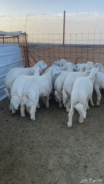 طليان حريه تم البيع 1