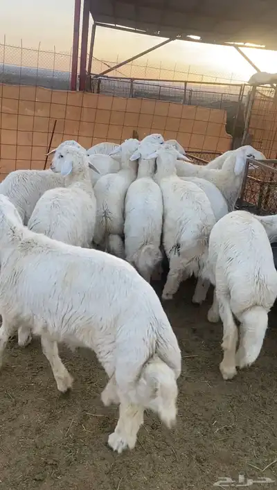 طليان حريه تم البيع 4