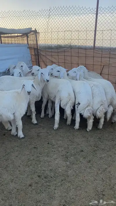 طليان حريه تم البيع 2
