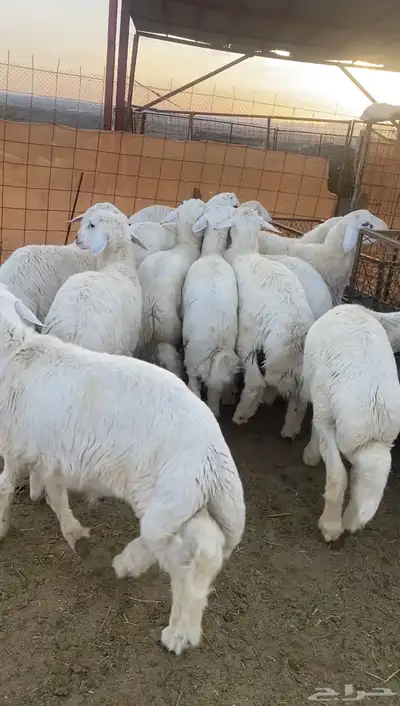 طليان حريه تم البيع 6