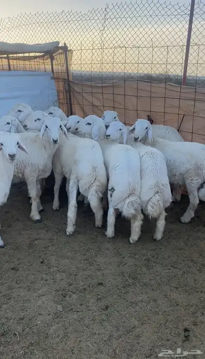 طليان حريه تم البيع 5