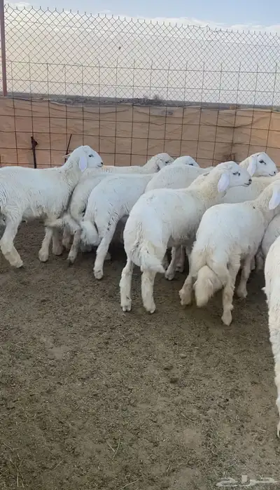 طليان حريه تم البيع 3