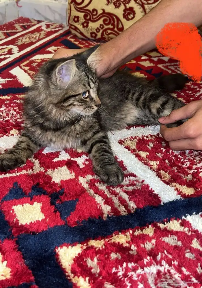 قط شيرازي 1