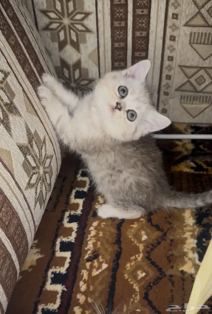 البيع انثى سكوتش سلفر 0