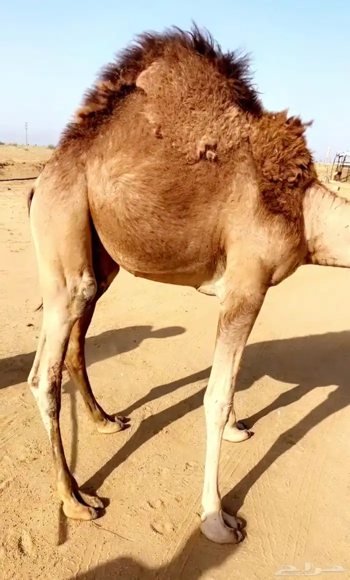 قعود مفرود عمره 10 شهور 0