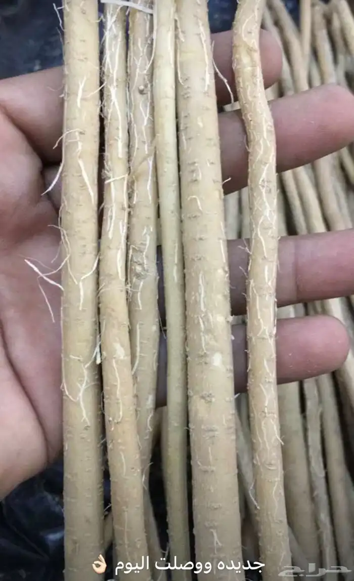 مسواك 0