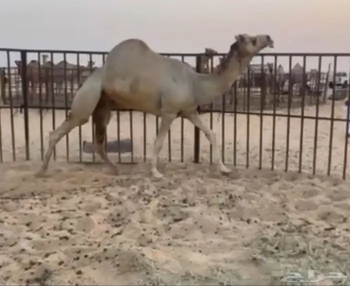 حقه بنت المتحد البرقي 1