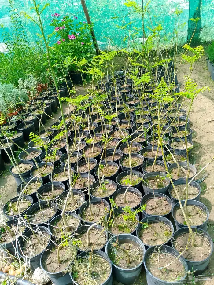 مشتل بسعر مناسب 13