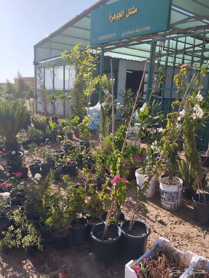 نجيل طببعي واشجار زيتون 21