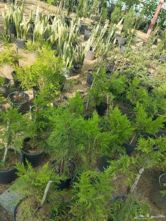 نجيل طببعي واشجار زيتون 15