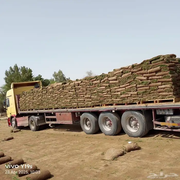 نجيل طببعي واشجار زيتون 7