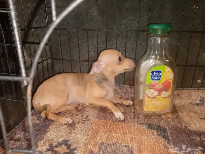 Chihuahua Puppies Small Size 11