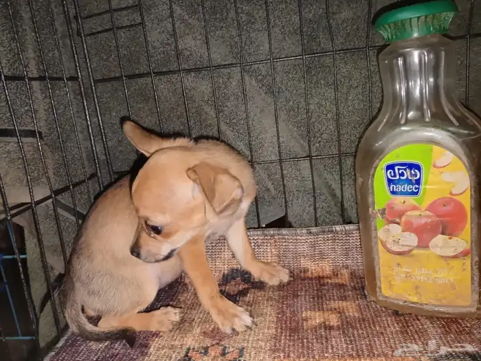 Chihuahua Puppies Small Size 0