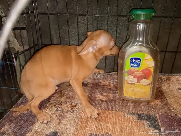 Chihuahua Puppies Small Size 8