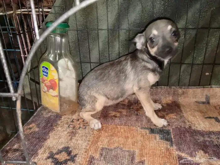 Chihuahua Puppies Small Size 7