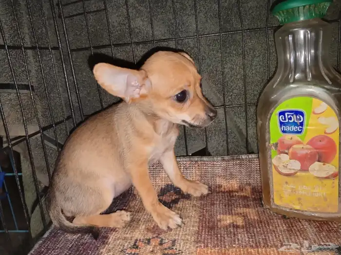 Chihuahua Puppies Small Size 5