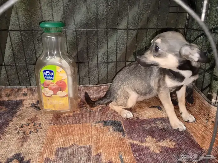 Chihuahua Puppies Small Size 6