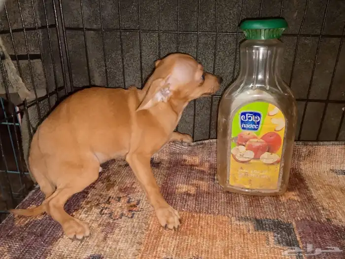 Chihuahua Puppies Small Size 9