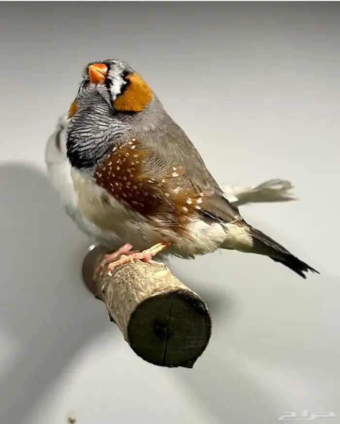 جوز زيبرا انقلش حجم سوبر جامبو (( تم البيع )) 0