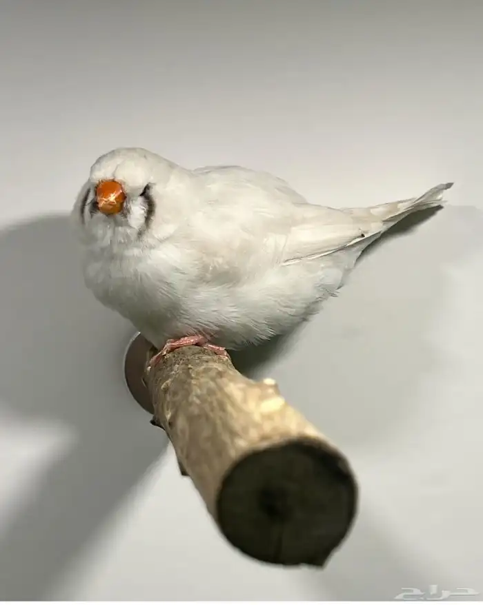 جوز زيبرا انقلش حجم سوبر جامبو (( تم البيع )) 1