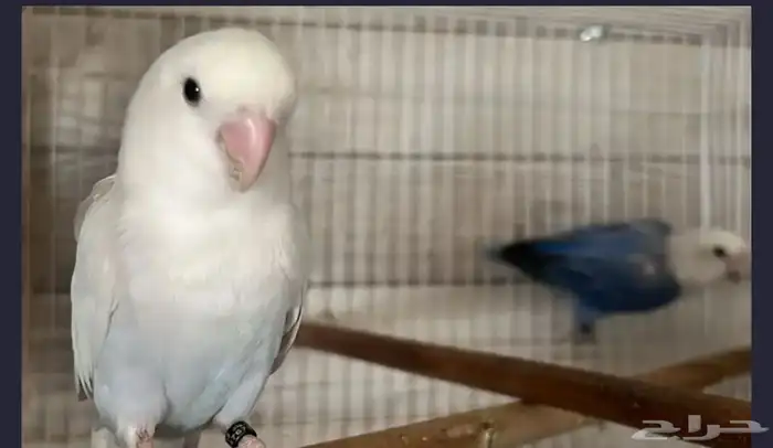 للبيع زوج روز البينو و زوج انثى فايلوت اوبلاين 13