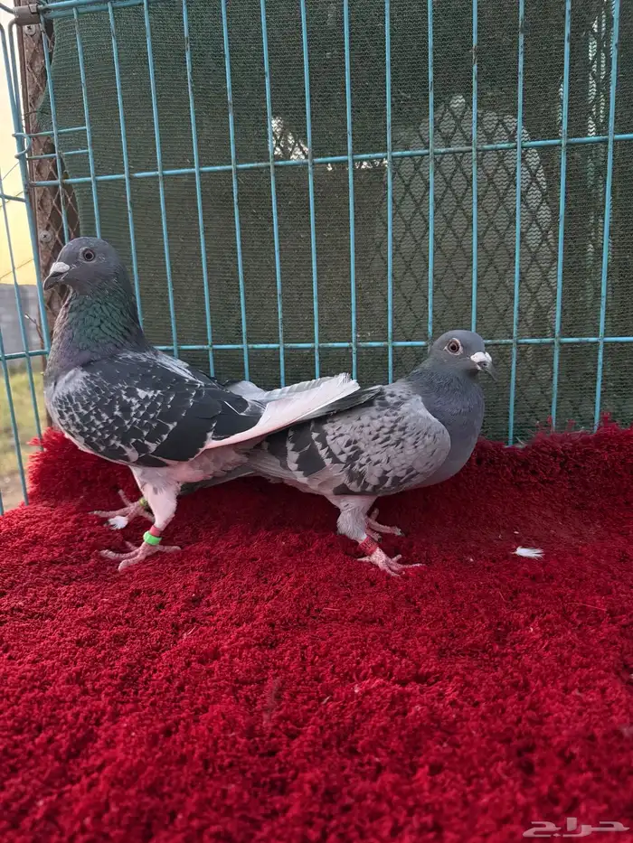 زوج زاجل سباق 4