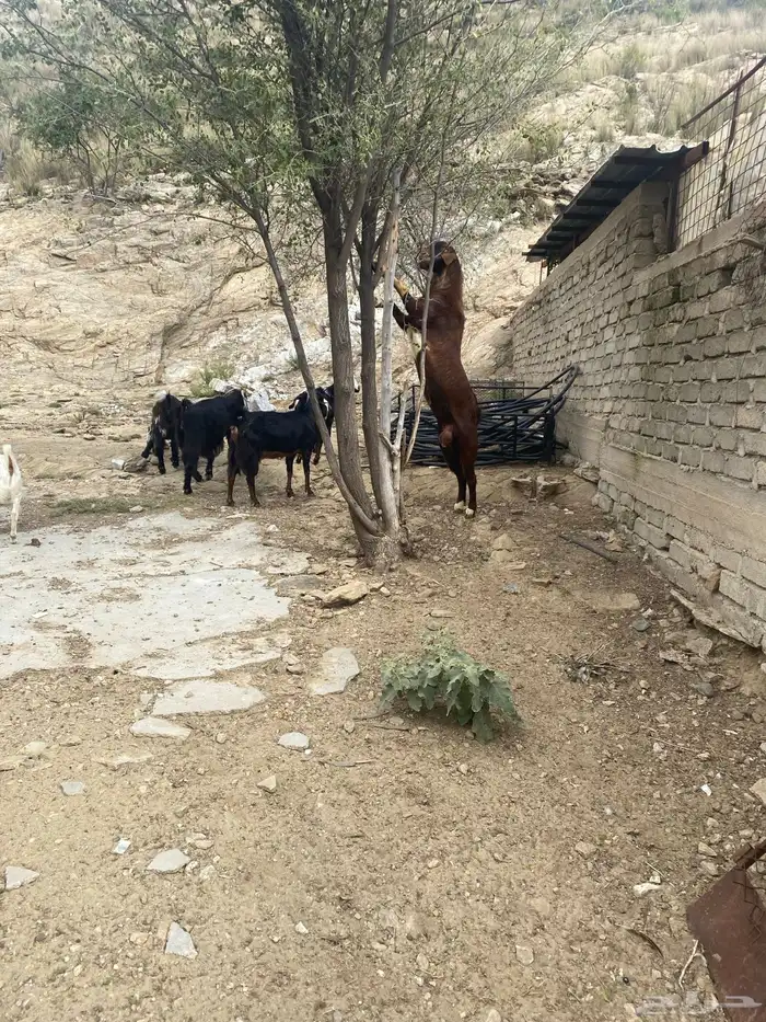 تيس فحل محايلي ادهم تم البيع 3