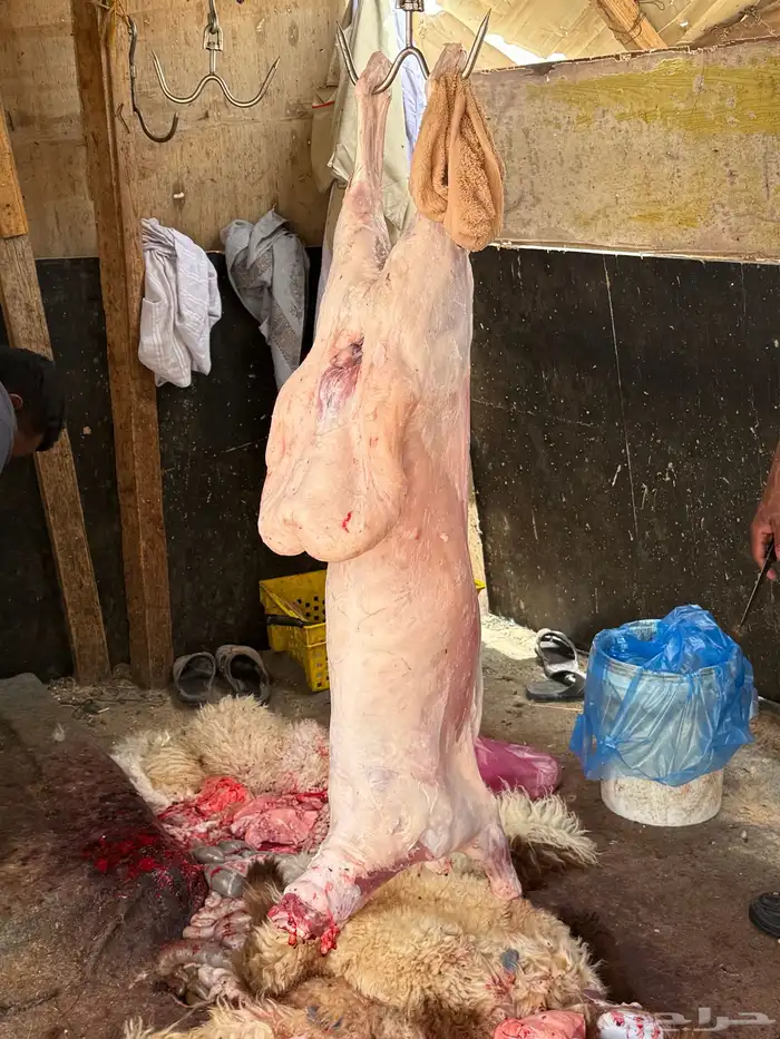 يتوفر لدينا ذبايح كفو وجميع لانواع ولا لأحجام 2