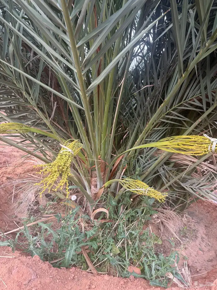نخل مثمر للبيع توصيل من القصيم 1