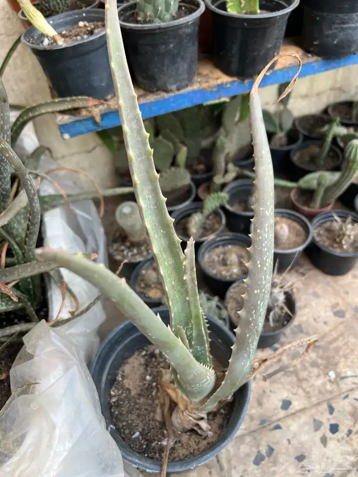 صبار الوفيرا 1