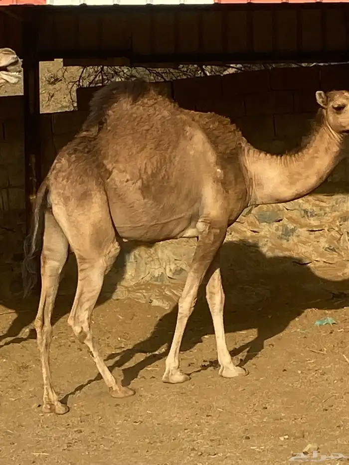 بكره حايل سنها رباعيه 1