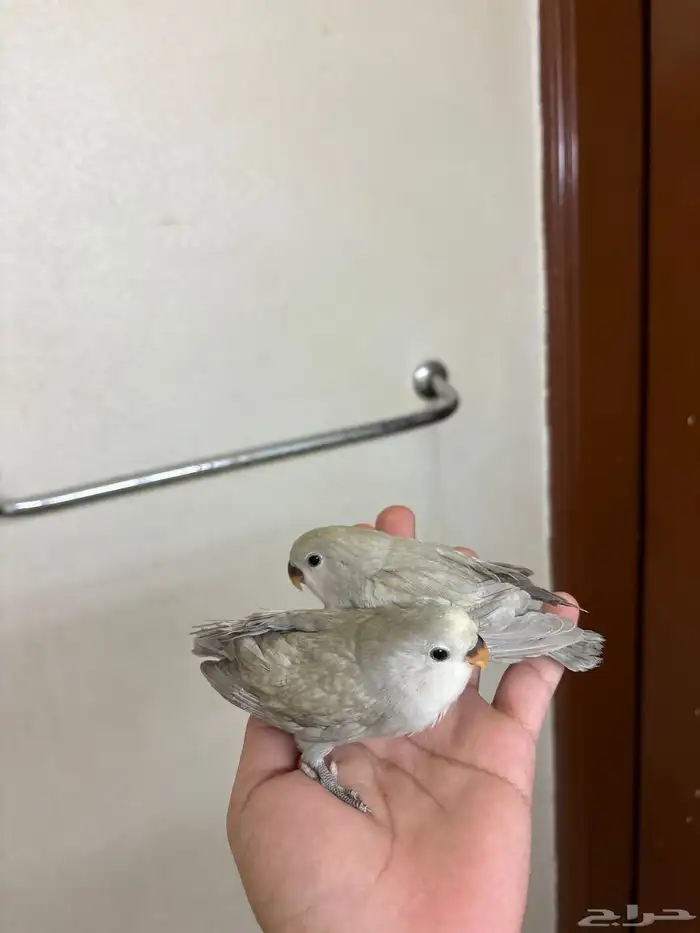 فروخ روز ماربل الوان جميلة جدا 2