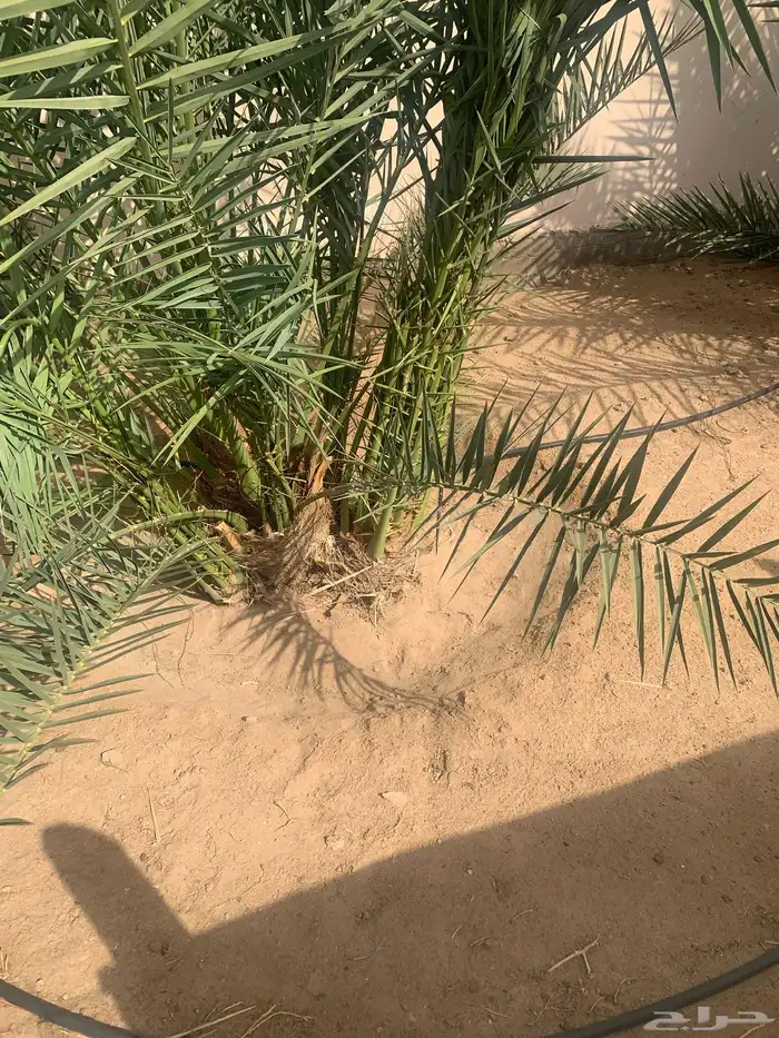 جثيث نخل 1