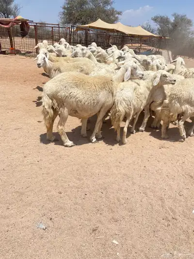 غنم حريات طيبه 1