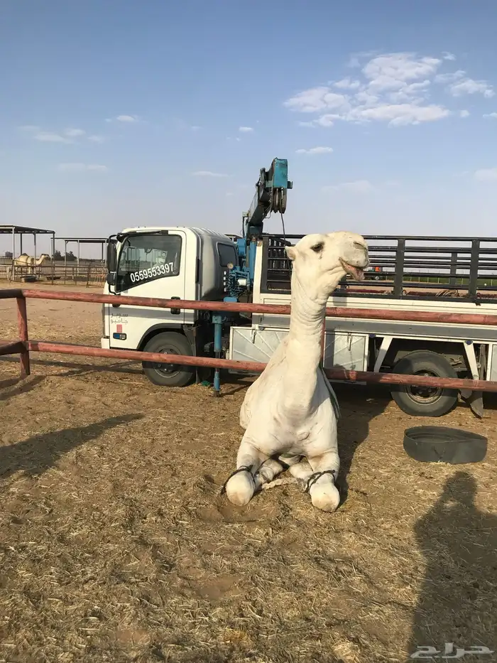 دنه دينه دنا ونش لنقل الابل داخل وخارج الدوادمي 0