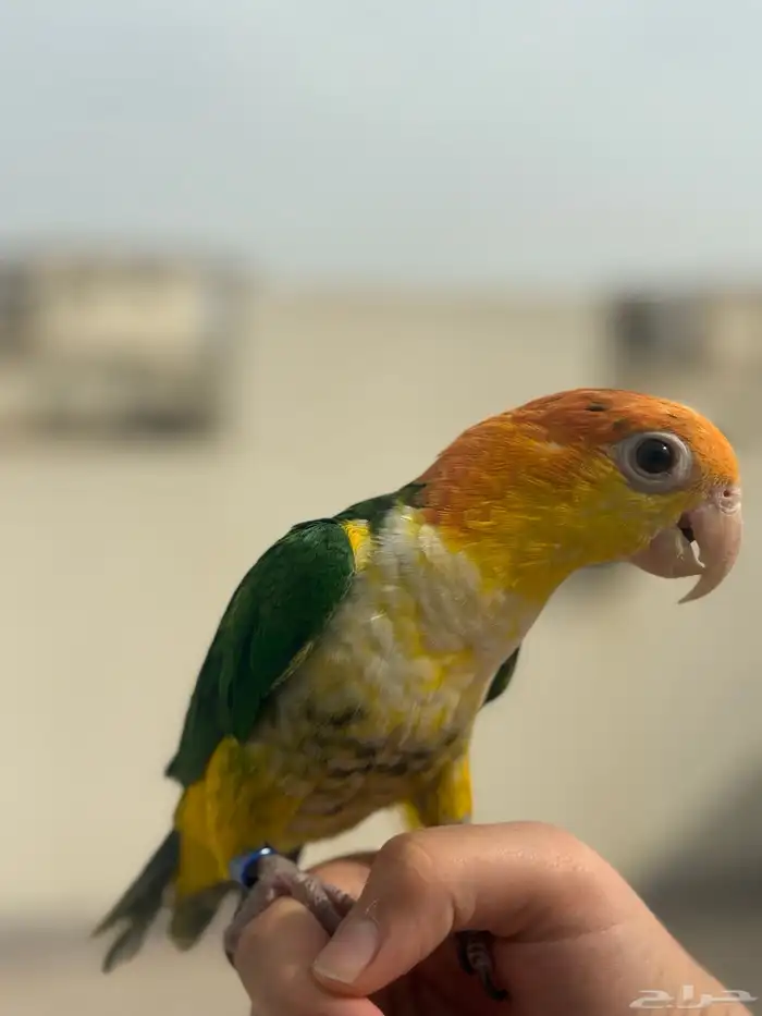 بغبغاء الكايك وايت بيلي ( تم البيع ) 9