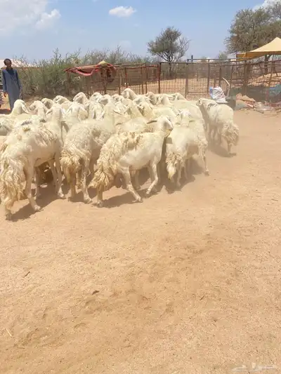 غنم حريات طيبه 2