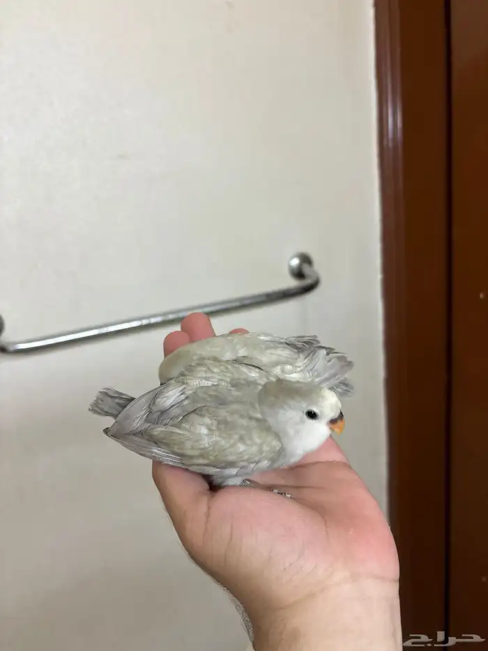 فروخ روز ماربل الوان جميلة جدا 1